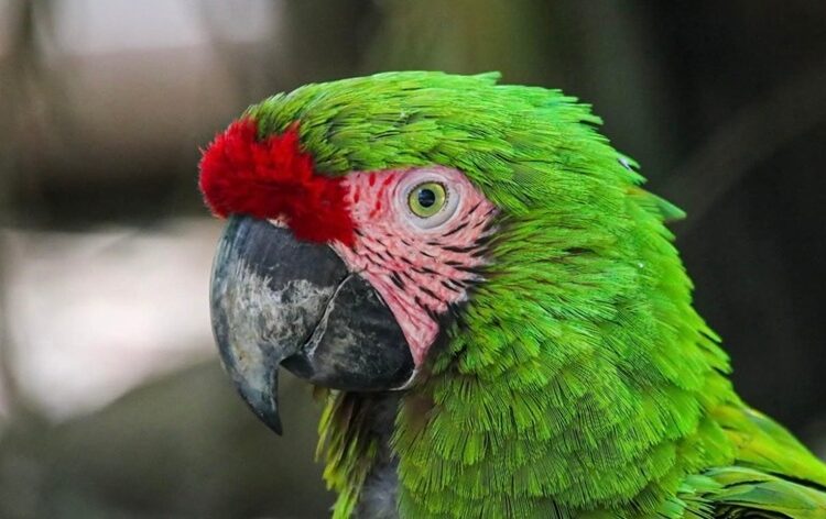 Crece la familia Tamatán; hay 25 nuevos huéspedes