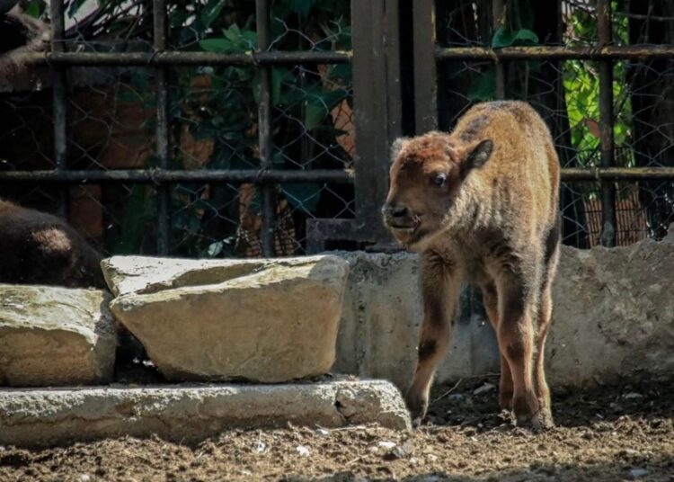 Crece la familia Tamatán; hay 25 nuevos huéspedes