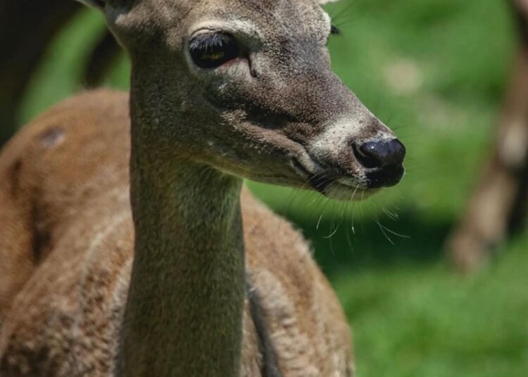 Crece la familia Tamatán; hay 25 nuevos huéspedes