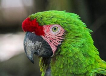 Crece la familia Tamatán; hay 25 nuevos huéspedes