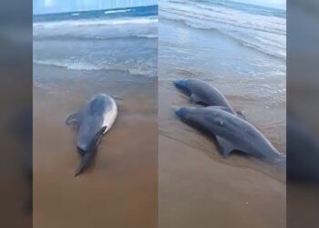 ¡Delfines muertos en la playa Bagdad de Matamoros!