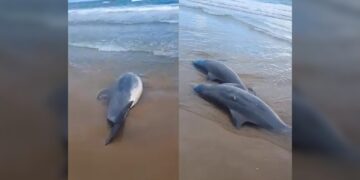 ¡Delfines muertos en la playa Bagdad de Matamoros!
