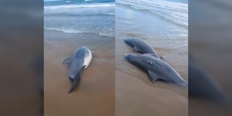 ¡Delfines muertos en la playa Bagdad de Matamoros!