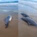 ¡Delfines muertos en la playa Bagdad de Matamoros!