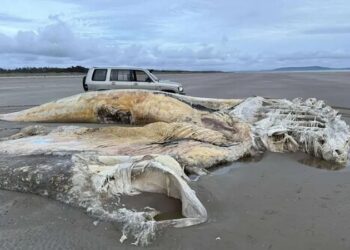Enorme cadáver de criatura marina desconocida es hallado en playa de Inglaterra