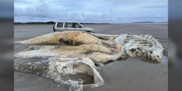 Enorme cadáver de criatura marina desconocida es hallado en playa de Inglaterra