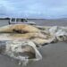 Enorme cadáver de criatura marina desconocida es hallado en playa de Inglaterra