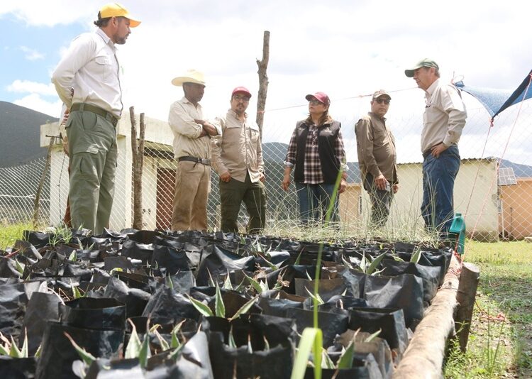 Fortalecen SEDUMA y CONAFOR economía local y conservación ambiental en Miquihuana