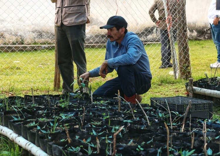 Fortalecen SEDUMA y CONAFOR economía local y conservación ambiental en Miquihuana