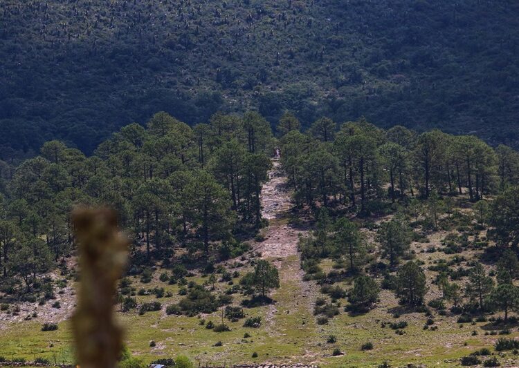 Fortalecen SEDUMA y CONAFOR economía local y conservación ambiental en Miquihuana