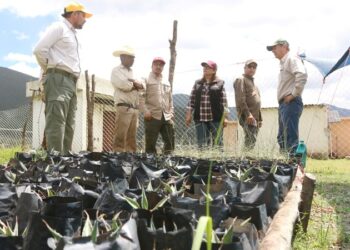 Fortalecen SEDUMA y CONAFOR economía local y conservación ambiental en Miquihuana