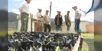 Fortalecen SEDUMA y CONAFOR economía local y conservación ambiental en Miquihuana