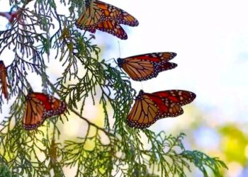 Impulsa Gobierno de Tamaulipas conservación de la ruta migratoria de la mariposa monarca