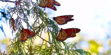 Impulsa Gobierno de Tamaulipas conservación de la ruta migratoria de la mariposa monarca