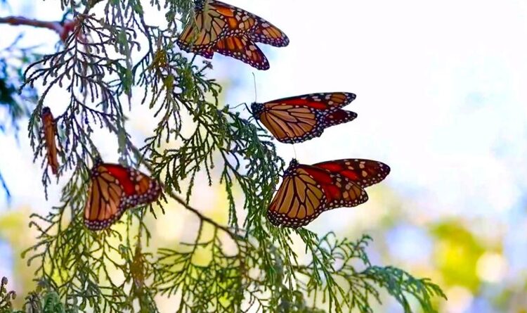 Impulsa Gobierno de Tamaulipas conservación de la ruta migratoria de la mariposa monarca