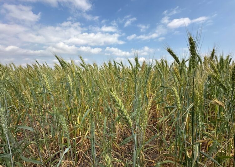 Promueven gobierno federal y estatal la siembra de trigo en el norte de Tamaulipas