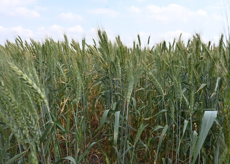 Promueven gobierno federal y estatal la siembra de trigo en el norte de Tamaulipas