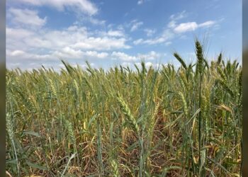 Promueven gobierno federal y estatal la siembra de trigo en el norte de Tamaulipas