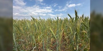 Promueven gobierno federal y estatal la siembra de trigo en el norte de Tamaulipas