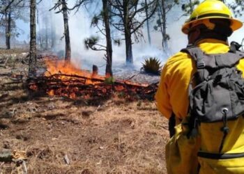 Auditoría de Tamaulipas revisará a fondo los contratos de aseguradoras con secretarías