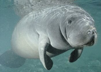 Tamaulipas, sin censos de la población de manatíes ante recientes avistamientos