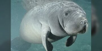 Tamaulipas, sin censos de la población de manatíes ante recientes avistamientos