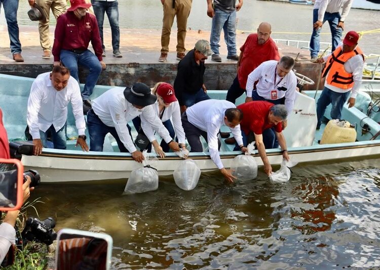 Avanza repoblamiento pesquero en Tamaulipas con la siembra de 200 mil alevines