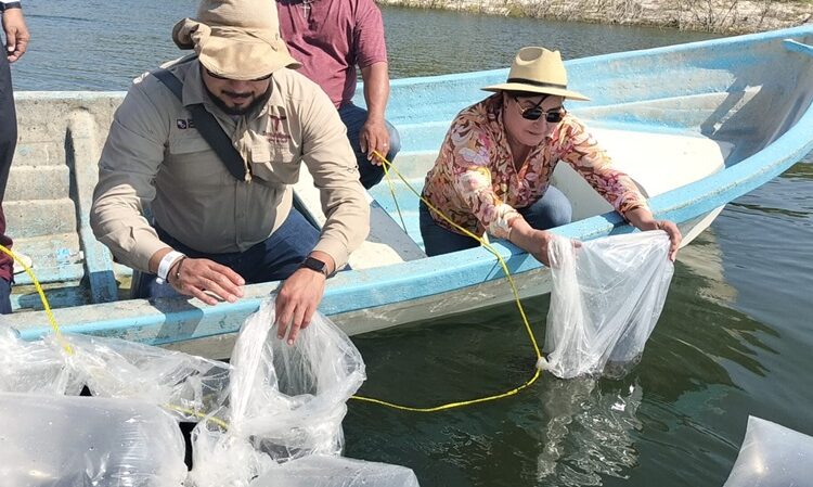 Avanza repoblamiento pesquero en Tamaulipas con la siembra de 200 mil alevines