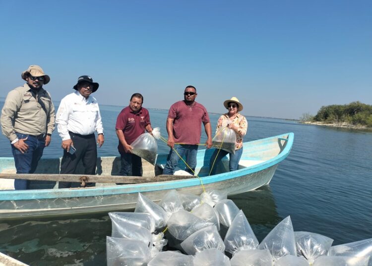 Avanza repoblamiento pesquero en Tamaulipas con la siembra de 200 mil alevines