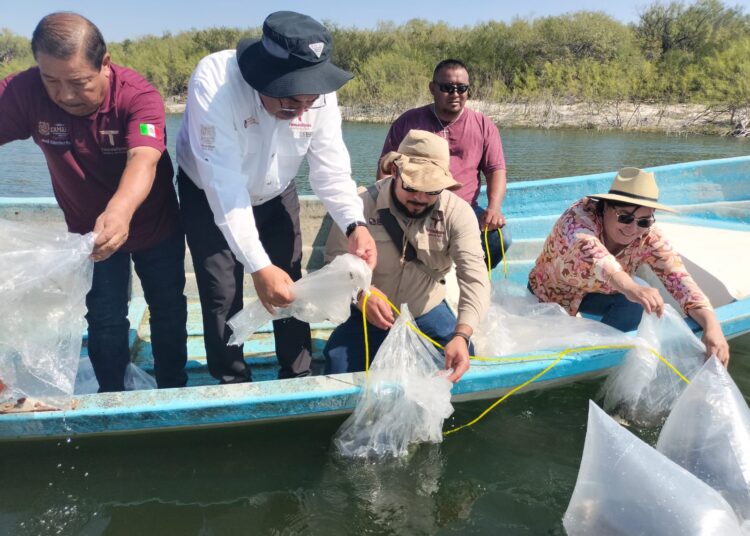 Avanza repoblamiento pesquero en Tamaulipas con la siembra de 200 mil alevines
