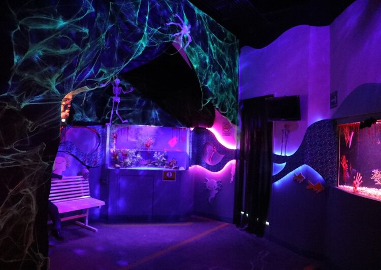 “Azoostate” llenará de diversión y leyendas el ZOO de NLD