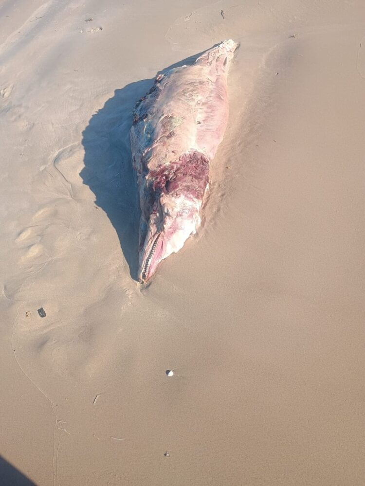 Animales muerto y gripe de influenza en la Playa Bagdad de Matamoros