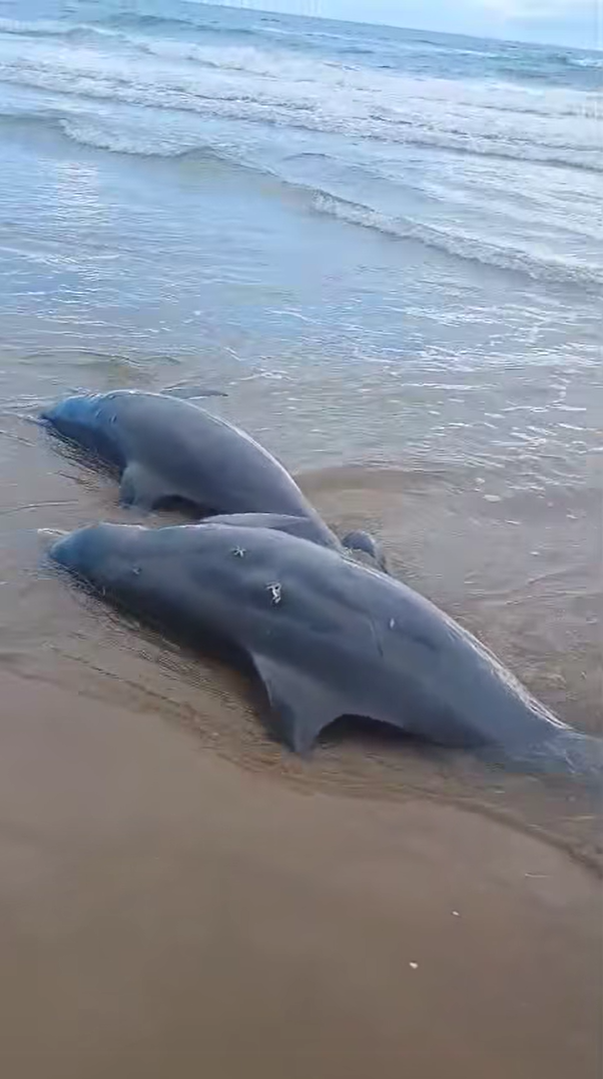Animales muerto y gripe de influenza en la Playa Bagdad de Matamoros
