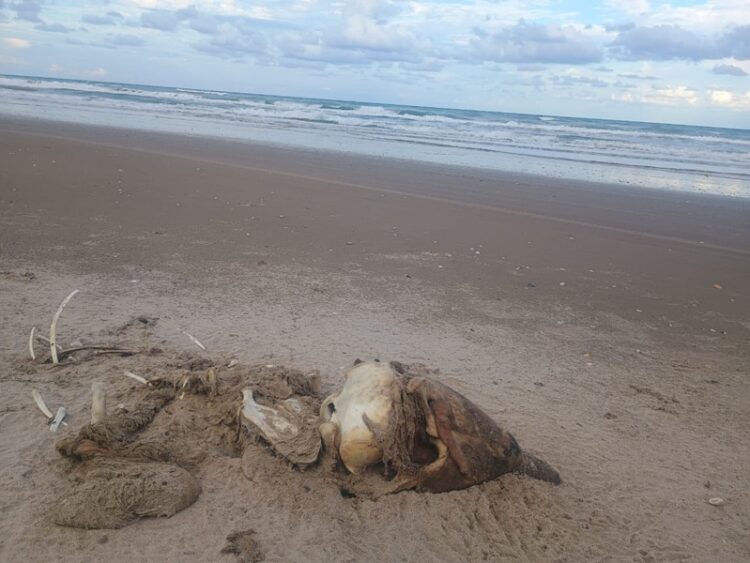 Animales muerto y gripe de influenza en la Playa Bagdad de Matamoros