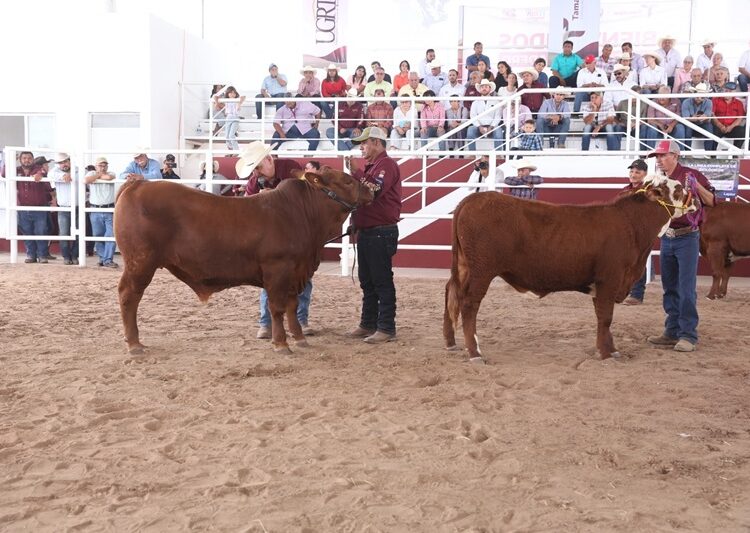 Feria Tamaulipas será sede del ‘Segundo Concurso del Novillo Gordo’