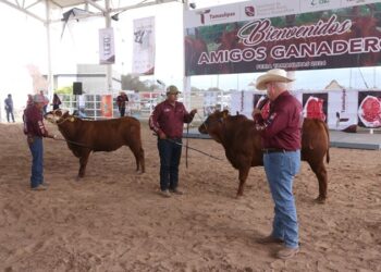 Feria Tamaulipas será sede del ‘Segundo Concurso del Novillo Gordo’