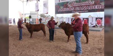 Feria Tamaulipas será sede del ‘Segundo Concurso del Novillo Gordo’