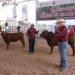 Feria Tamaulipas será sede del ‘Segundo Concurso del Novillo Gordo’