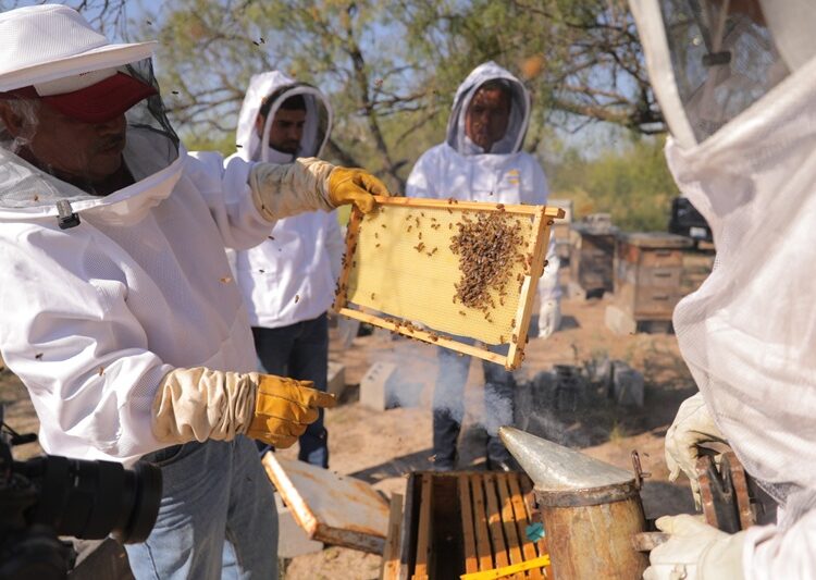 Fortalece NLD a productores de miel con el programa “Mejoramiento Genético Apícola”