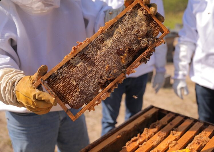Fortalece NLD a productores de miel con el programa “Mejoramiento Genético Apícola”