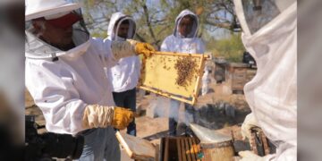 Fortalece NLD a productores de miel con el programa “Mejoramiento Genético Apícola”