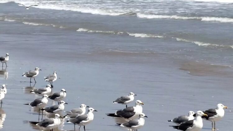 Animales muerto y gripe de influenza en la Playa Bagdad de Matamoros
