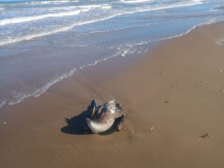 Animales muerto y gripe de influenza en la Playa Bagdad de Matamoros