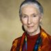 Falleció Jane Goodall, a los 91 años