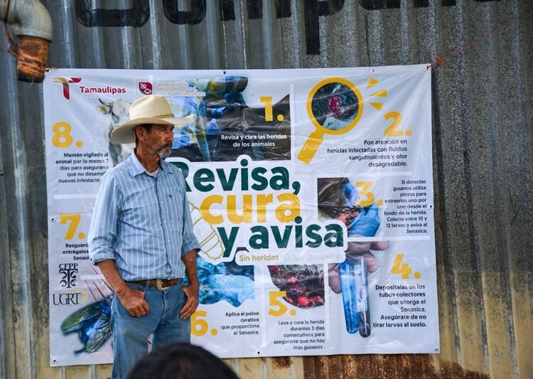 Productores tamaulipecos se suman a la prevención del gusano barrenador