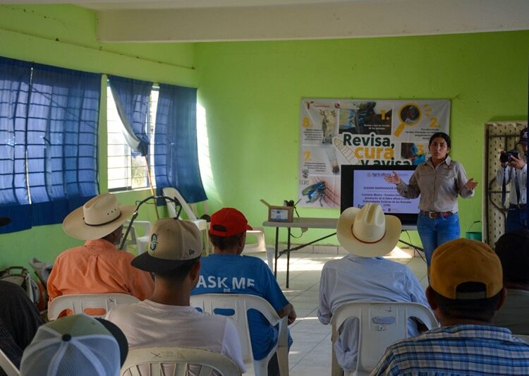 Productores tamaulipecos se suman a la prevención del gusano barrenador