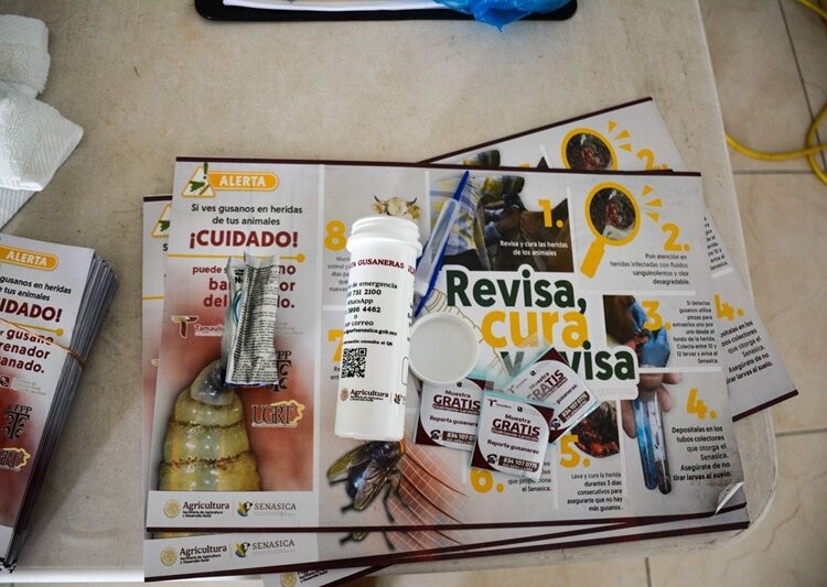 Productores tamaulipecos se suman a la prevención del gusano barrenador