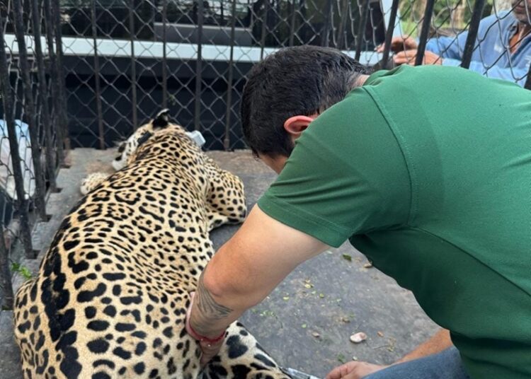 Rescata y libera Comisión de Parques ejemplar de jaguar