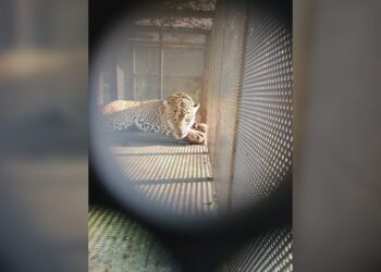 Rescata y libera Comisión de Parques ejemplar de jaguar