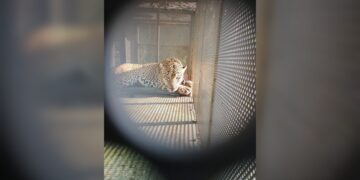 Rescata y libera Comisión de Parques ejemplar de jaguar